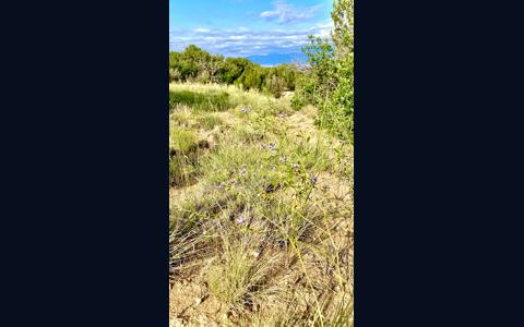 Vacant Lot for sale at William Finlay Dr, Rye, Colorado
