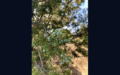 Vacant Lot for sale at William Finlay Dr, Rye, Colorado