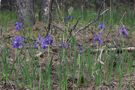 Vacant Lot for sale at W. Hwy 165, Rye, Colorado