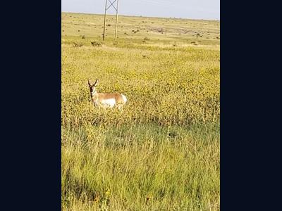 Vacant Lot for sale at Schmitt Rd, Rye, Colorado