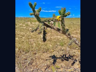 Vacant Lot for sale at Schmitt Rd, Rye, Colorado