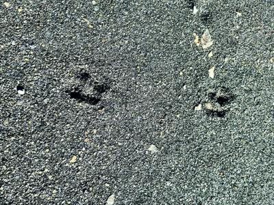 Vacant Lot for sale at Schmitt Rd, Rye, Colorado